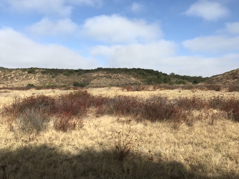 Los Peñasquitos Canyon Trail, north