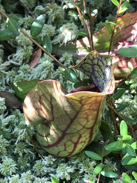 Pitcher Plant.