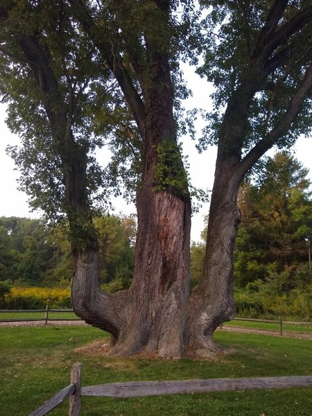 Signal tree used by Native Americans and settlers