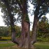 Signal tree used by Native Americans and settlers