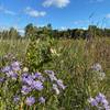 The park has lots of wildflowers and grasses including prairie coreopsis, coneflowers, iris, sunflowers, prairie rose, butterfly weed, black and brown-eyed Susan, switch grass, bluestem, Canada wild rye and wheatgrass.