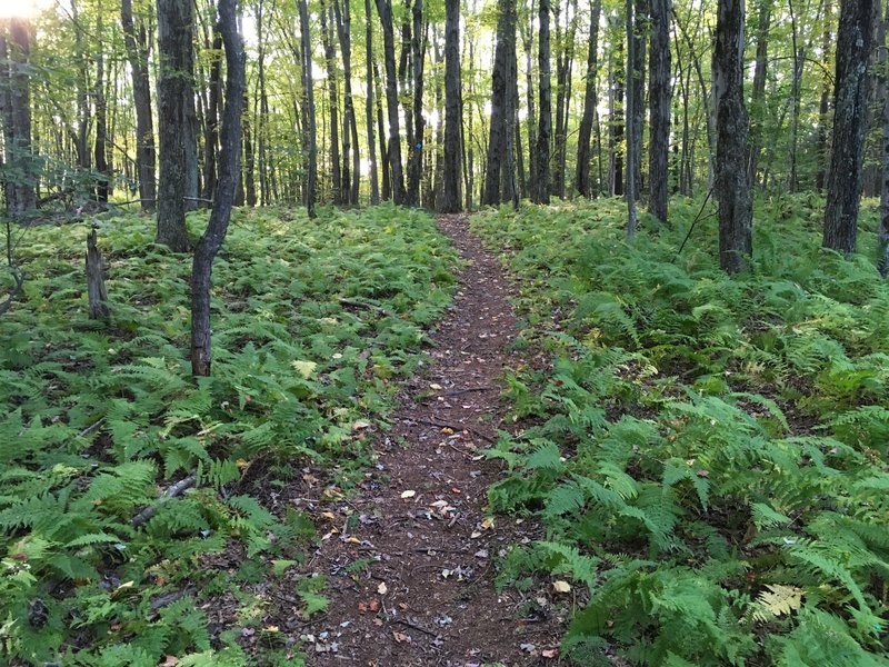 The middle of the Fitch Trail near the top of Bee Hill.