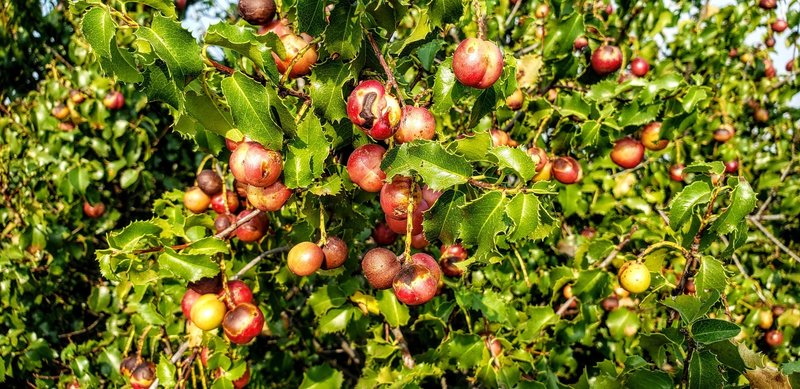 A little fruit at the summit of Gaviota Peak