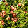 A little fruit at the summit of Gaviota Peak