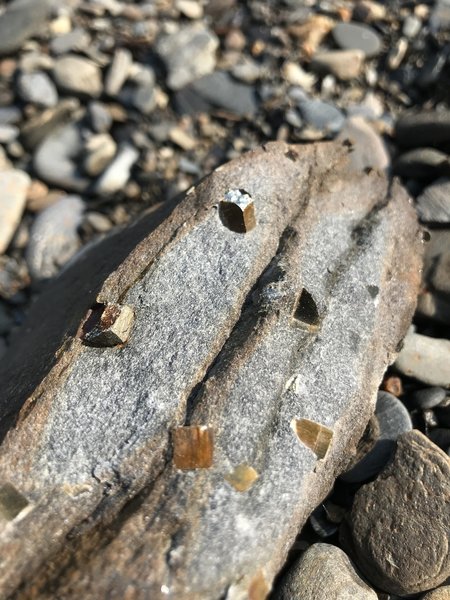 Iron Pyrite cubes in the rock.