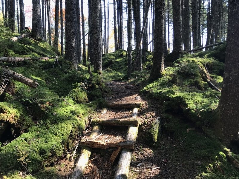 Stairs through the mossy knolls.