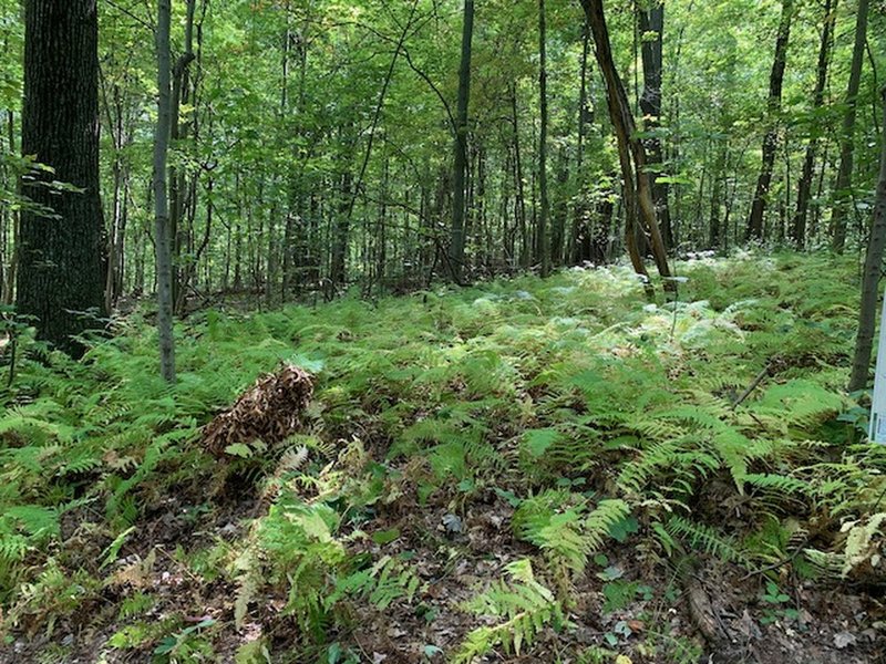 A sea of ferns...