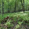 A sea of ferns...