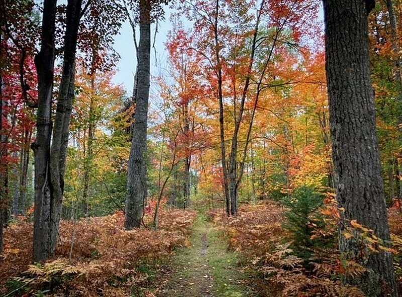 Fall colors on the Mason Tract Pathway