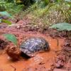 Apparently Box Turtles just do this for kicks