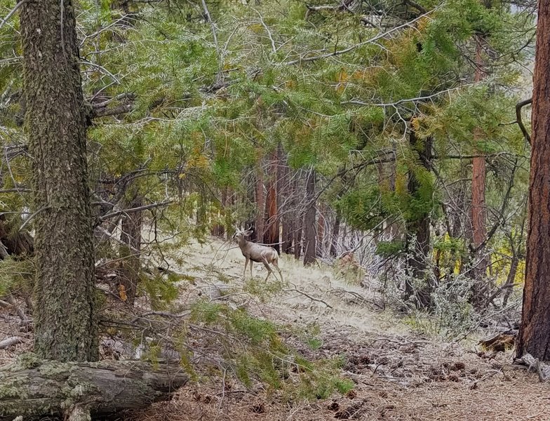 Young Buck off the Ridge Trail 734.