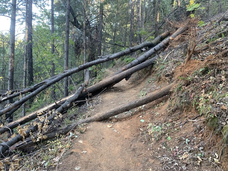 Downed tree 9/27/20.