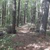 Trail into the Doolittle Forest on the North Loop of the Zaleski Backpack Trail.