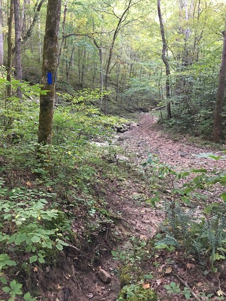 Dry Prong from the Buffalo Creek Trail