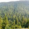 The hills carpeted with conifers