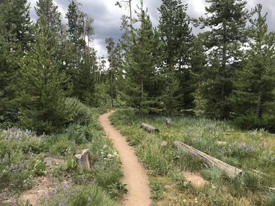 The beginning of the Flume Trail winds between backyards and the golf course, but is still a lovely neighborhood walk.