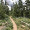 The beginning of the Flume Trail winds between backyards and the golf course, but is still a lovely neighborhood walk.