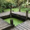 Pond observation platform at the Edith L. Moore Nature Sanctuary.