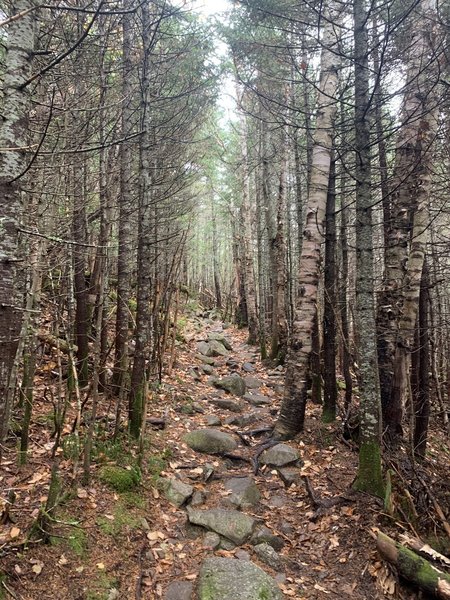 Lots of rocks and roots.