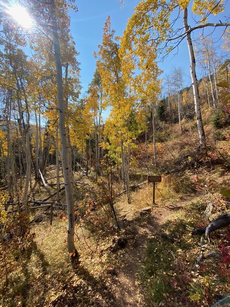 Aspens in Squaw Creek