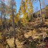 Aspens in Squaw Creek