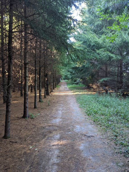 Nice flat section with pines.