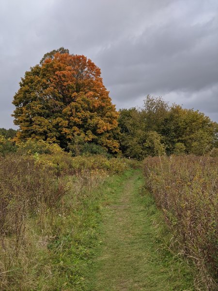 Early fall colors