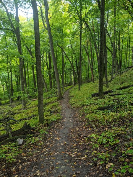 Lush switchbacks up the final hill.