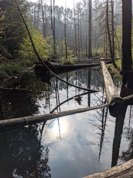 Active beaver pond along the trail.