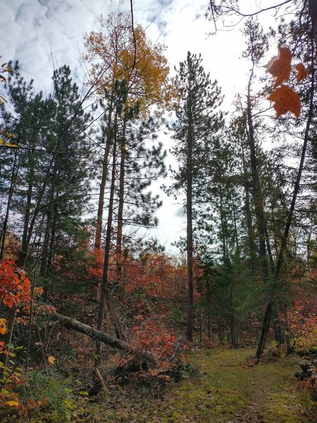 Fall on the trail