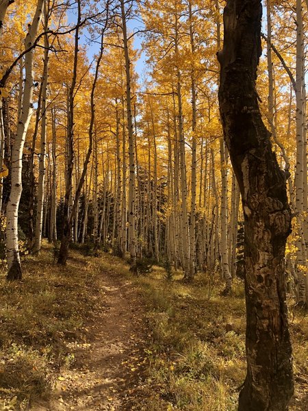 Aspen groves early October.