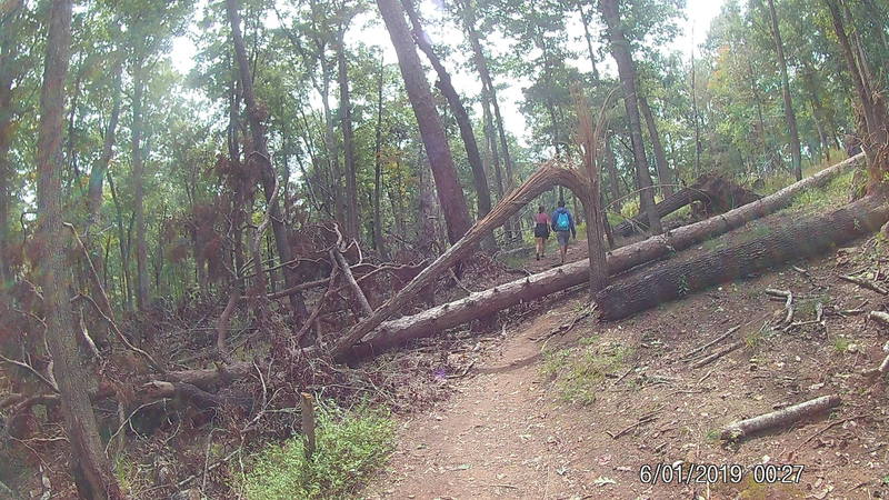 Fallen tree arch.