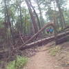 Fallen tree arch.