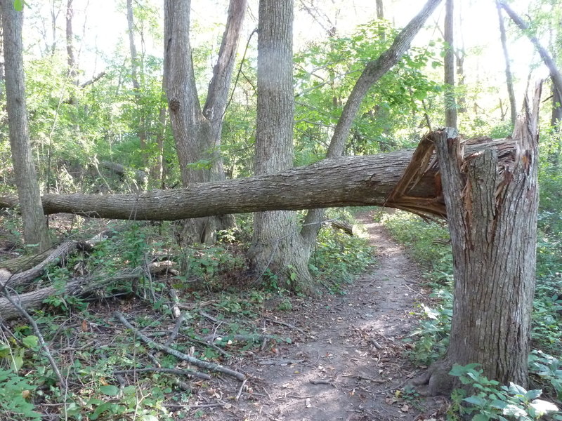 This section has several blown down trees from a storm.