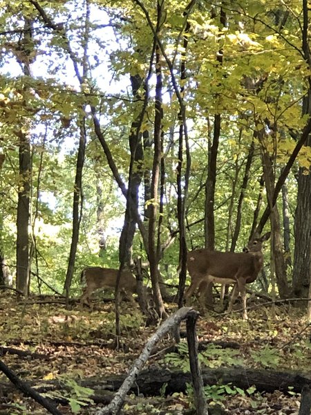 Wildlife spotted when driving through the park.