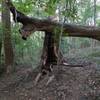 A tree that fell away from the trail.