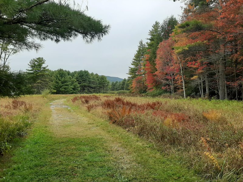 After passing through open Observatory fields, the Nature Trail follows the side of dense woods populated with both broad-leaved trees and conifers. Beautiful in autumn!