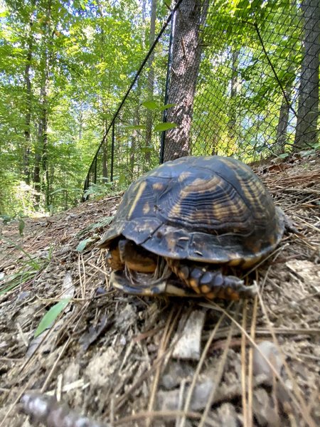 A trail monitors keeps watch.