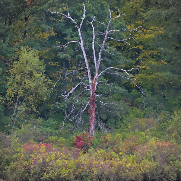 Even a dead tree can look beautiful in the Delaware Water Gap!