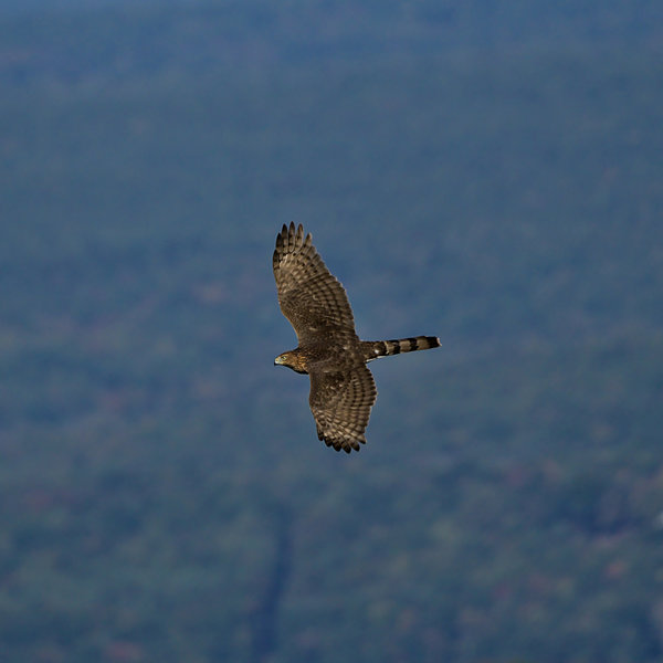 Racoon Ridge is a premier location for Birds of Prey photographers - here is a Sharp-Shinned Hawk migrating south for the winter.