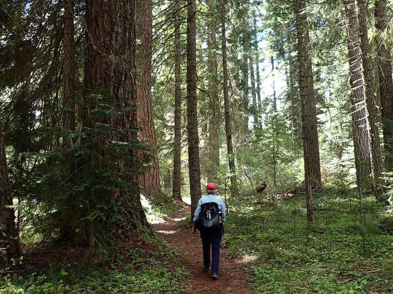 Big trees near the west end of the trail.