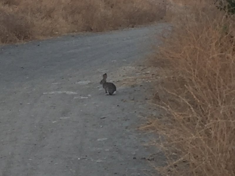 Always curious rabbits.