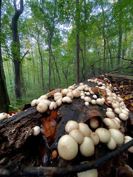 Mushrooms are ready to explode