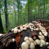 Mushrooms are ready to explode