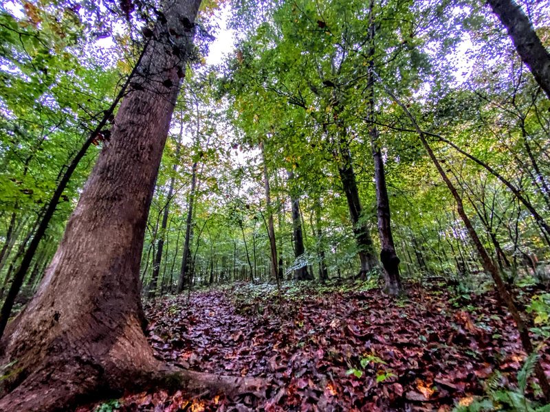 Mature trees rising above the trail.