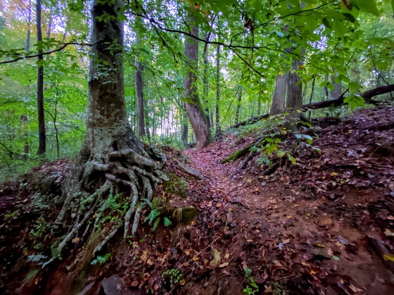 Creepy beech roots haunting the trail.