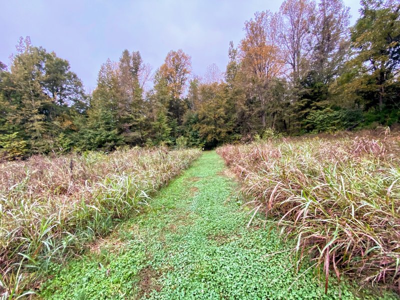 Clean trail through the an field.