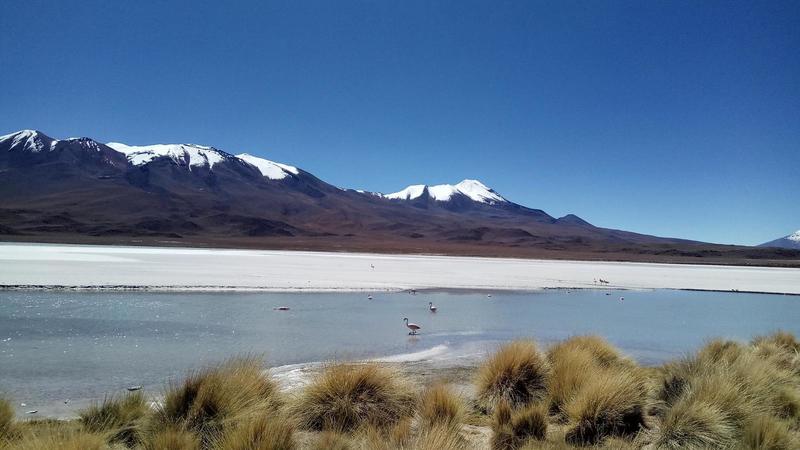 Flamingos on the salt flats