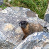 A Hoary Marmot in Death Canyon