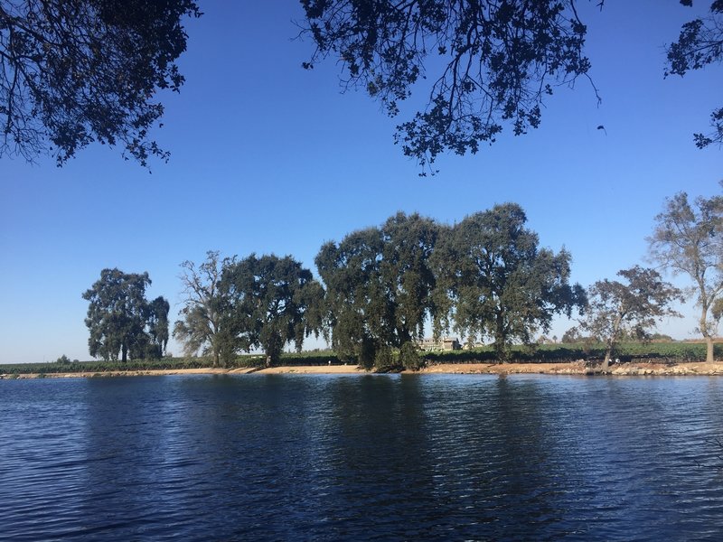 Vineyard across Mokelumne.